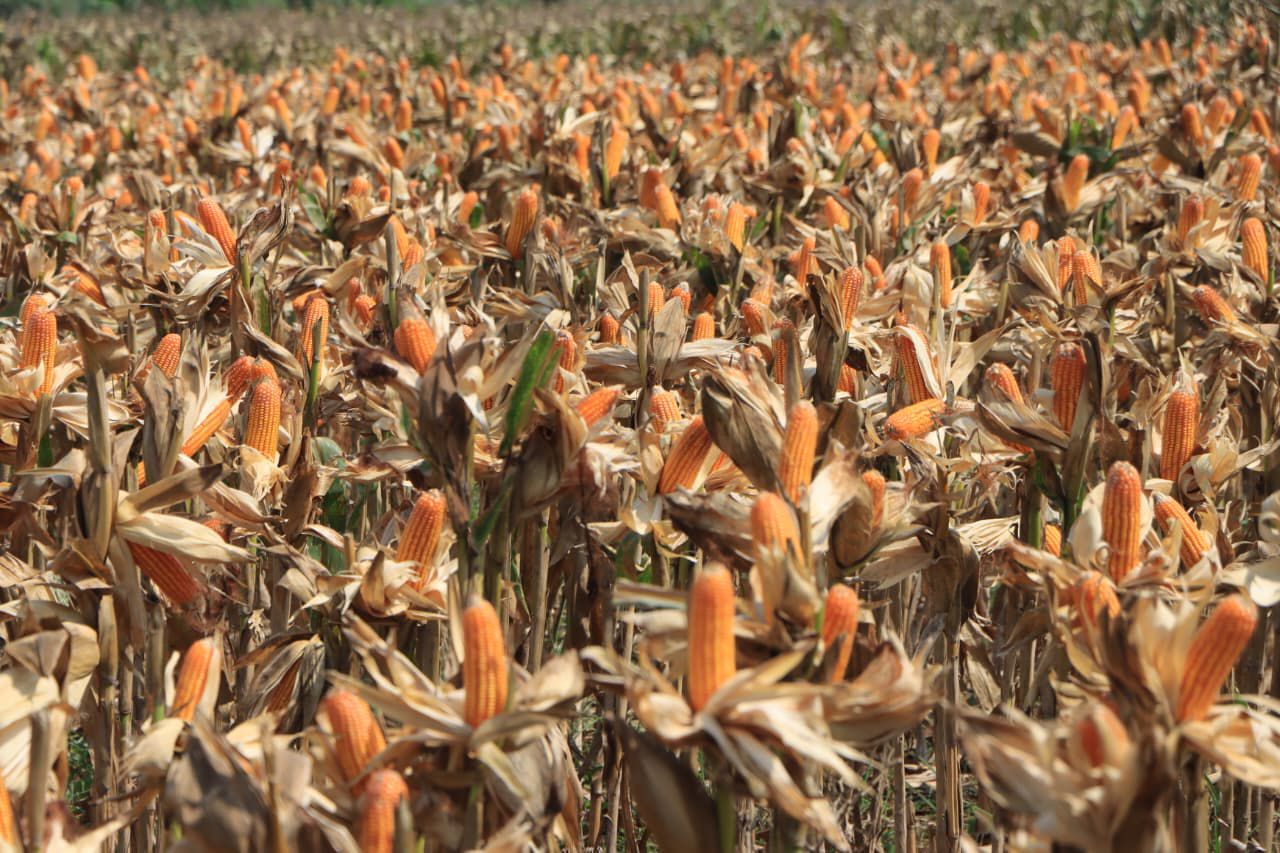 Polri Bersama Petani Jagung Tuban Bersiap Sambut Kehadiran Presiden RI pada Panen Raya